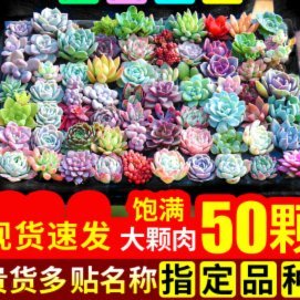 拿去花现金提取技巧与风险解析