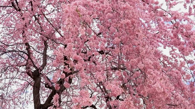 花呗套路：额度灵活攻略