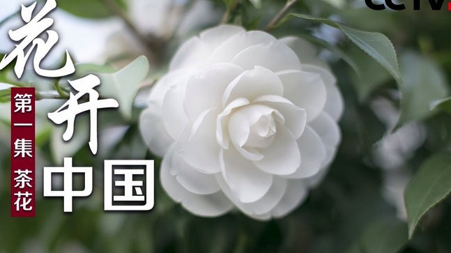 花呗哪个平台可以套出来