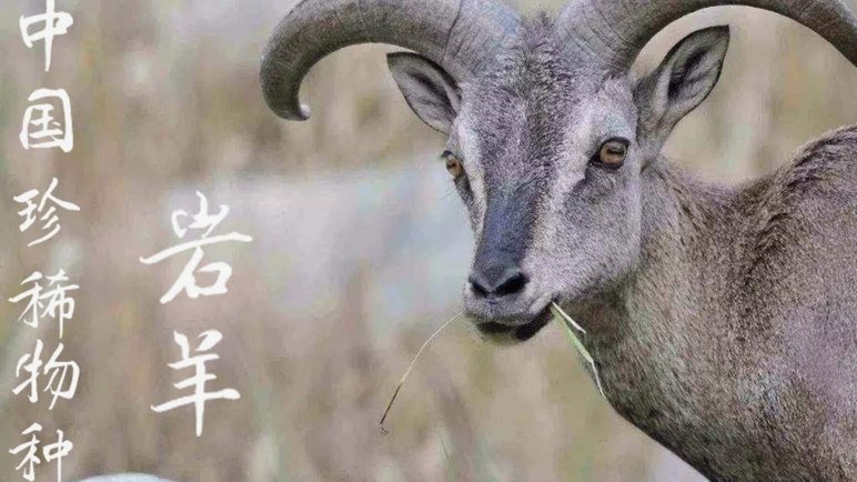 羊小咩的额度：去哪里找？