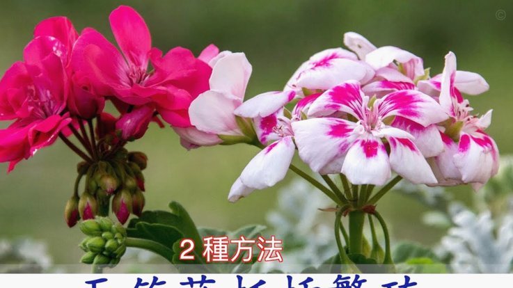 花呗现在怎么套