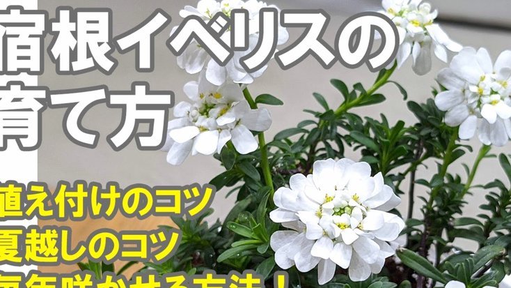 拿去花取现会下款吗？
