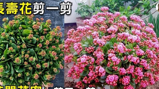携程“花”：深度提现攻略