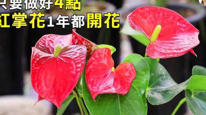 携程“拿去花”怎么用？轻松分期享旅行