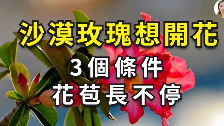 如何关闭去哪儿拿去花