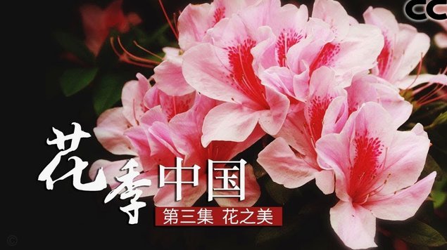 花呗状态显示异常怎么办？教你应对方法与预防措施